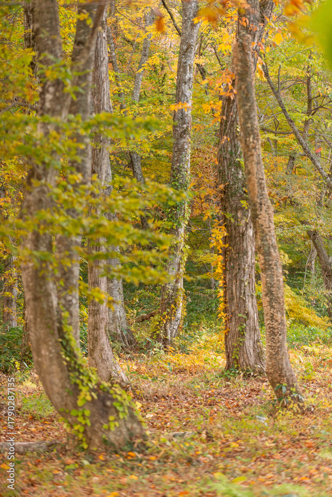 Fototapeta premium 秋と紅葉