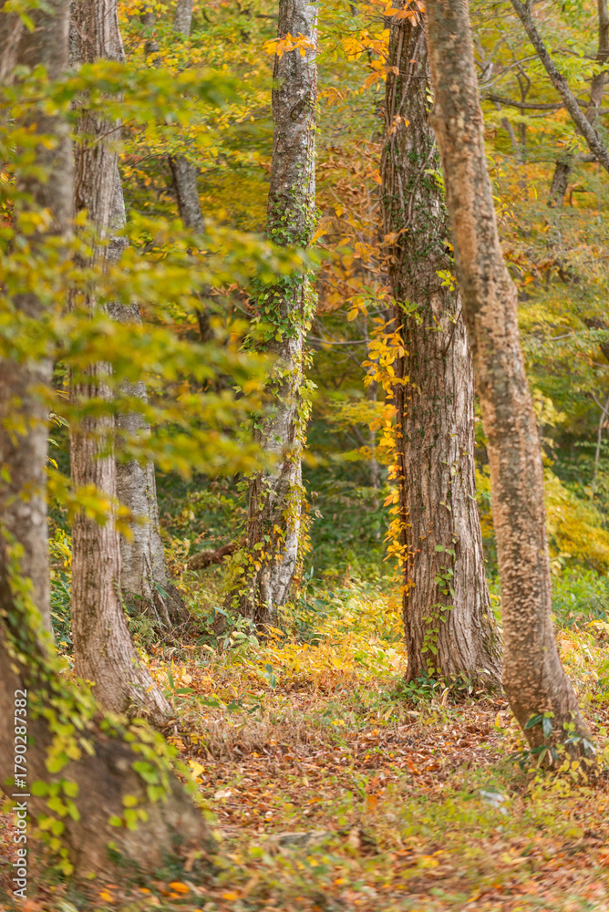 Fototapeta premium 秋と紅葉