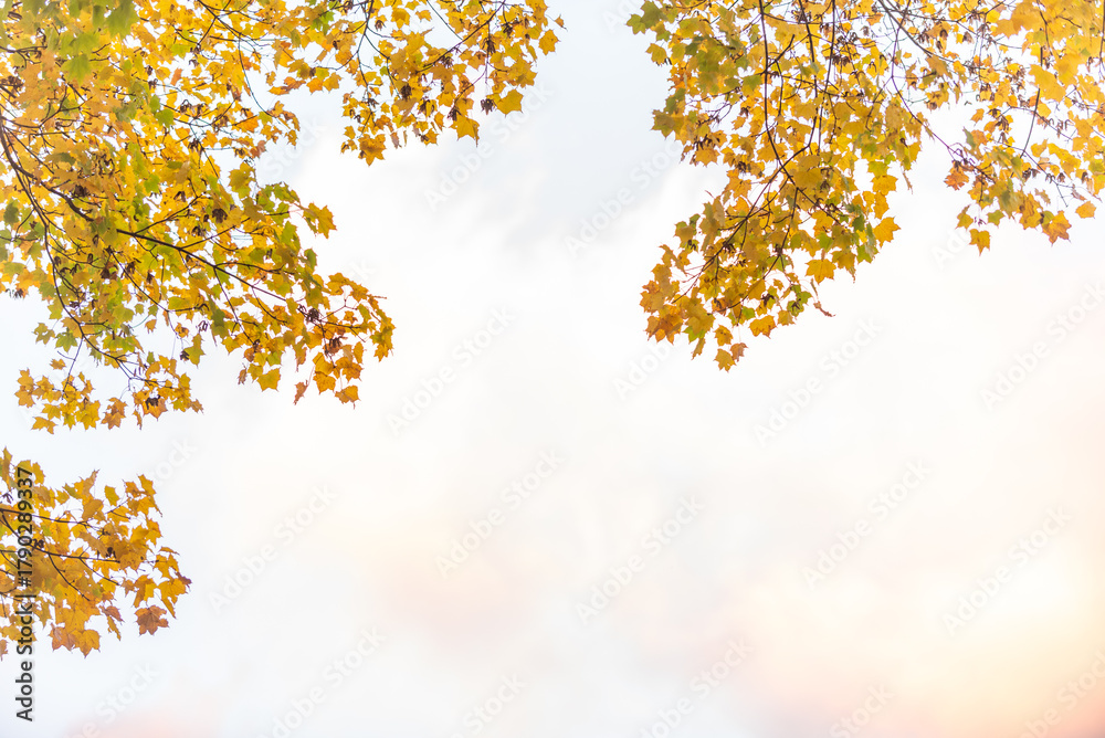 Obraz premium 秋と紅葉