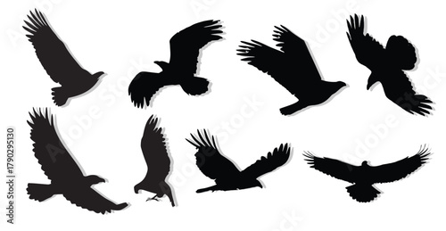 buzzard eagle silhouettes vector.
