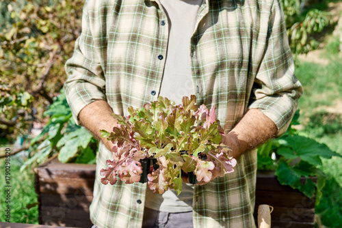 Gardener man holding lettuce seedlings in vegetable garden