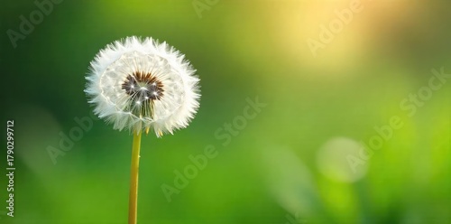 Delicate, feathery white dandelion seeds float gently on a breeze, creating a soft, ethereal scene Perfect for nature, spring, and lighthearted projects , white, texture