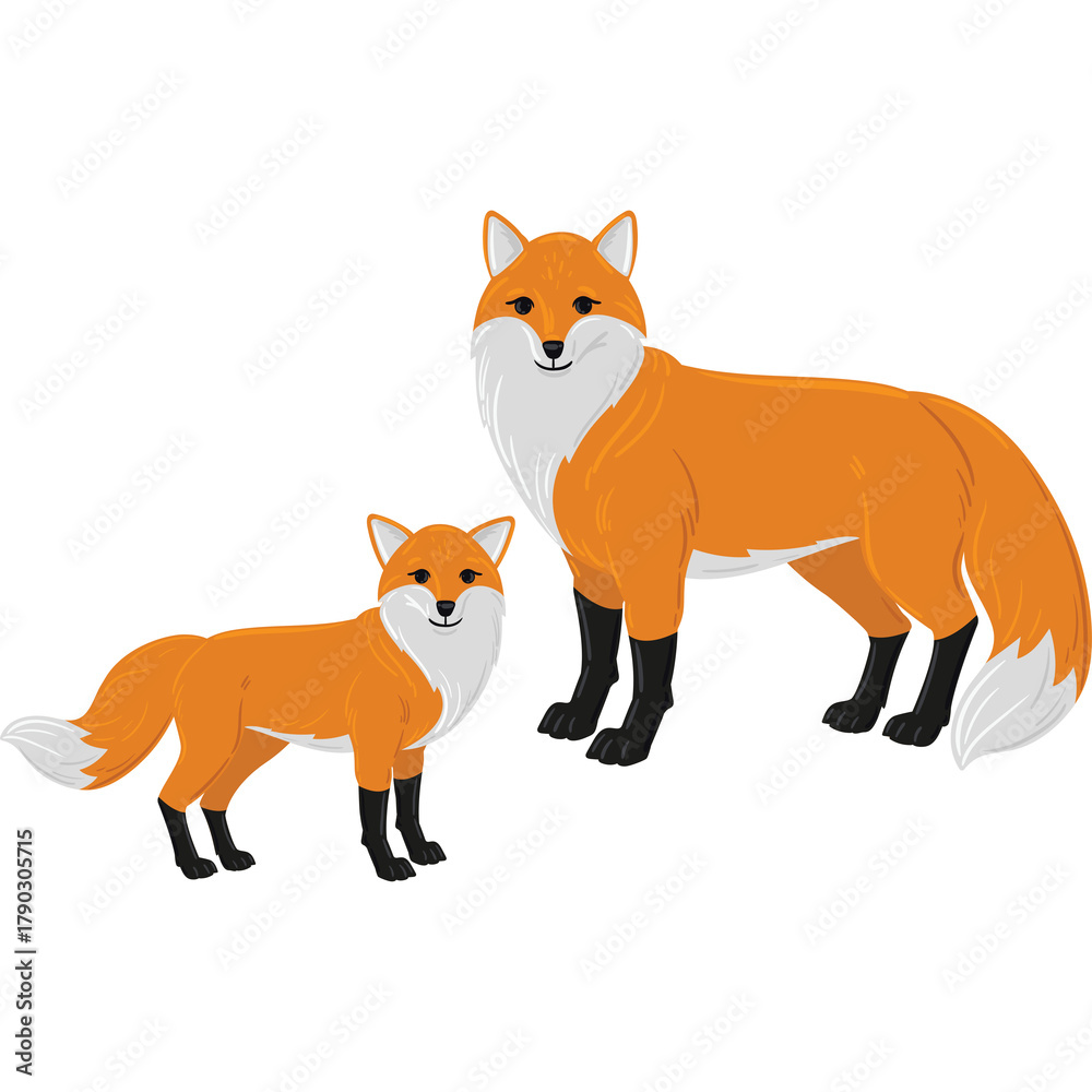 Fototapeta premium Two Orange Foxes With White Accents Stand Side By Side On A Transparent Background One Larger Than The Other And Facing Forward