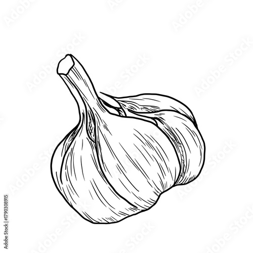 Garlic bulb, black and white sketch. Vector illustration. Unpeeled garlic bulb, a spicy vegetable good for health and cooking, isolated on a white background.