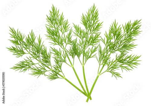 Isolated sprigs of fresh green dill herb, cut out against a plain backdrop for cooking