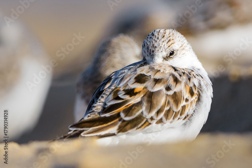 Sanderling 'Calidris alba' resting and preening its feathers on the sandy beach of Donana