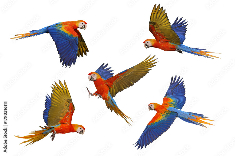 Fototapeta premium Collage of five macaw parrots isolated on transparent background png file