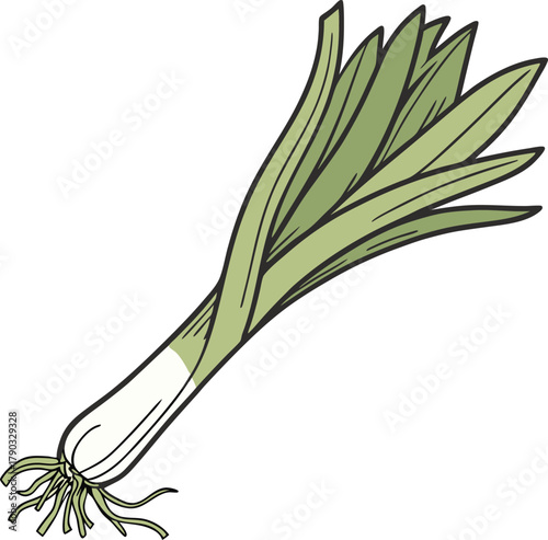 leek vector art
