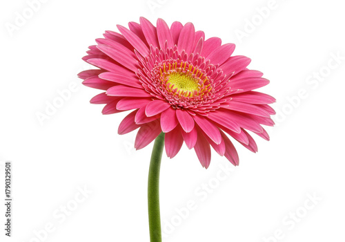 Isolated pink gerbera daisy with a green stem and yellow center is set against a backdrop