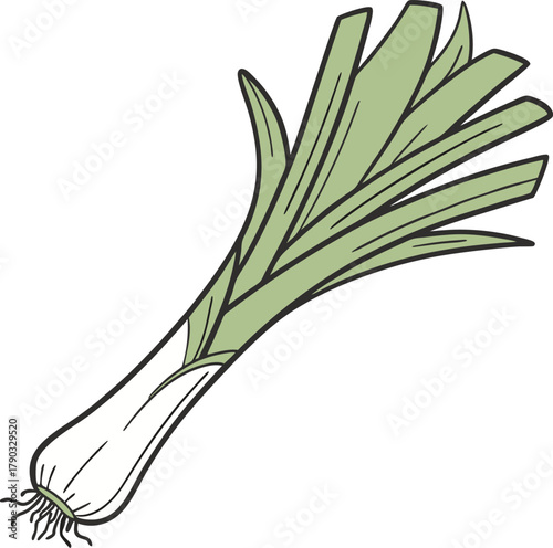 leek vector art
