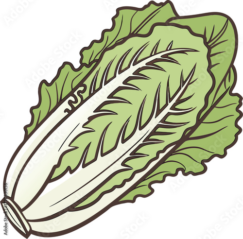lettuce vector art with a white background  nothin