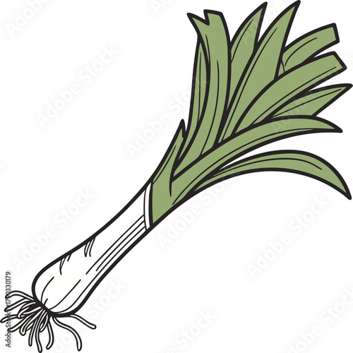 leek vector art