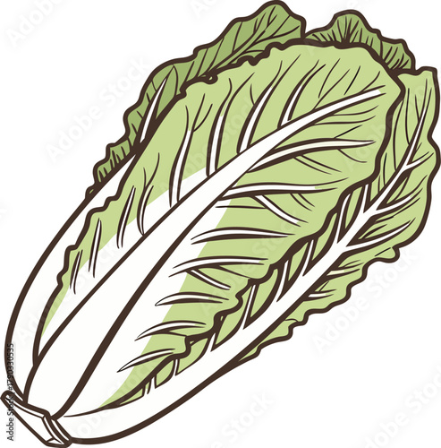 lettuce vector art with a white background  nothin
