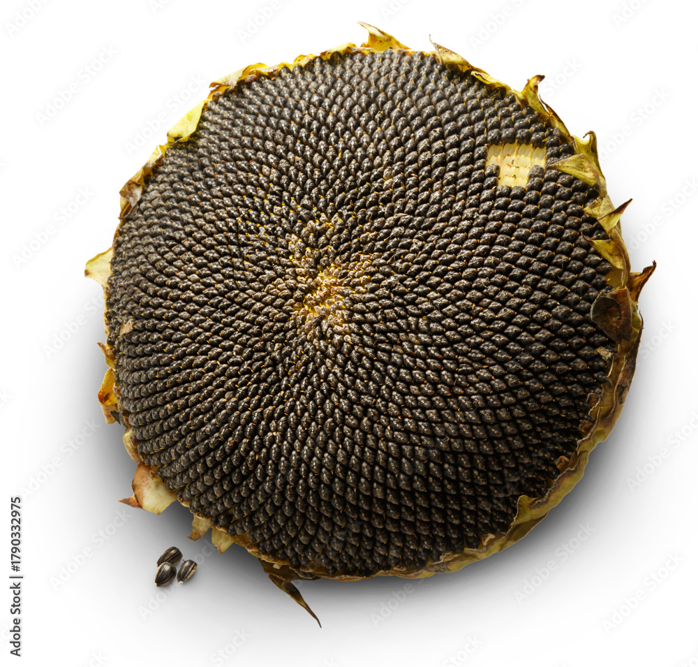 Obraz premium Sunflower