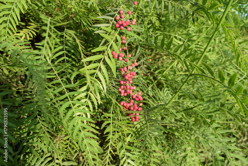 Cluster of pink berries hangs among dense green fern-like leaves. Natural outdoor plant scene, vibrant summer foliage.
