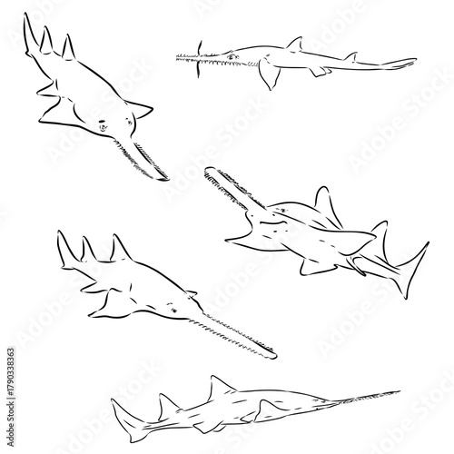 Sawfish — Vector Sketch