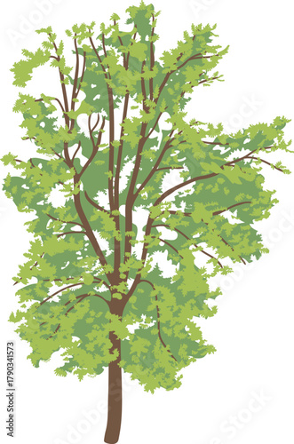 Deciduous tree with green crown for landscape design isolated on white background