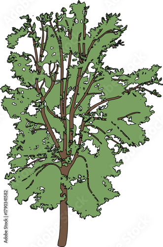 Deciduous tree with green crown for landscape design isolated on white background