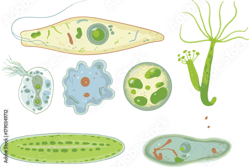 set of fresh green vegetables