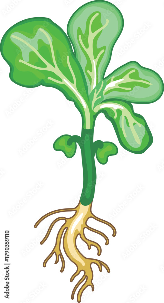 Naklejka premium Green cabbage seedling with root system isolated on white background