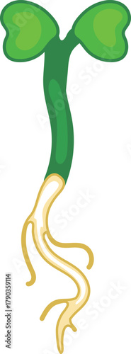 Green cabbage sprout with root isolated on white background