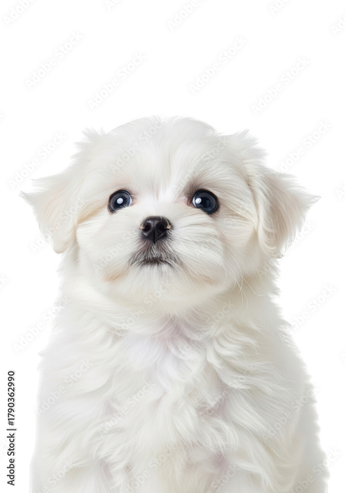 Obraz premium Cute white maltese puppy dog portrait with big eyes, adorable fluffy fur, pet animal image for graphic design and crafts isolated on transparent background