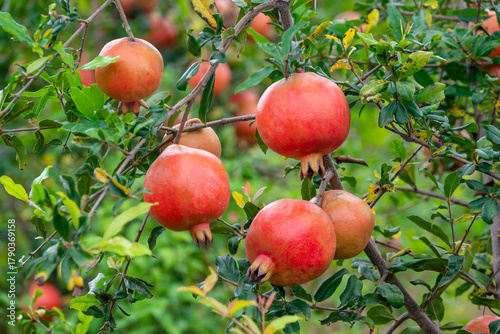 Ripe Punica granatum fruits on the tree in garden. Ripe beautiful and healthy pomegranate fruits on tree branch in pomegranate orchard ready for harvest.