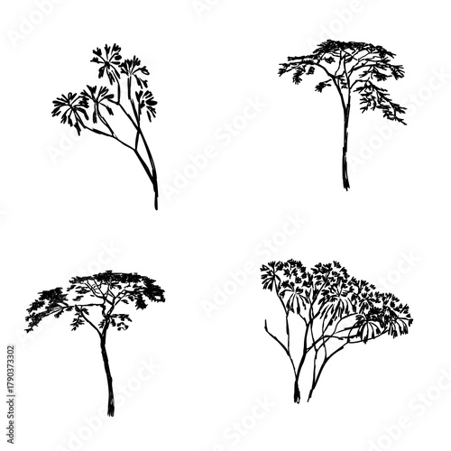 African savanna trees, vector sketch