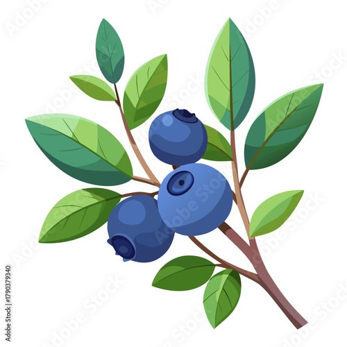 Blueberry Branch Vector