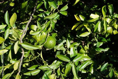 Close-up of green mandarin hanging on tree in mandarin farm. Mandarin tree with green mandarins in the garden in Italy. Cultivating mandarin tree in garden in autumn. Farming and gardening. 