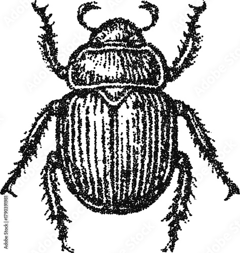 Sacred scarab beetle in stipple dotwork, vintage entomology engraving, monochrome vector illustration with Egyptian amulet symbolism