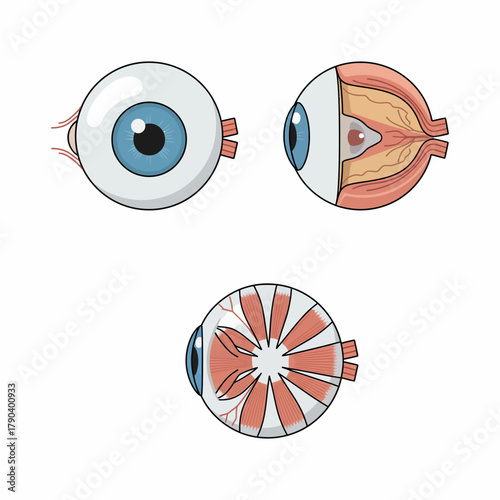 Detailed Eye Anatomy Illustration for Educational Purposes