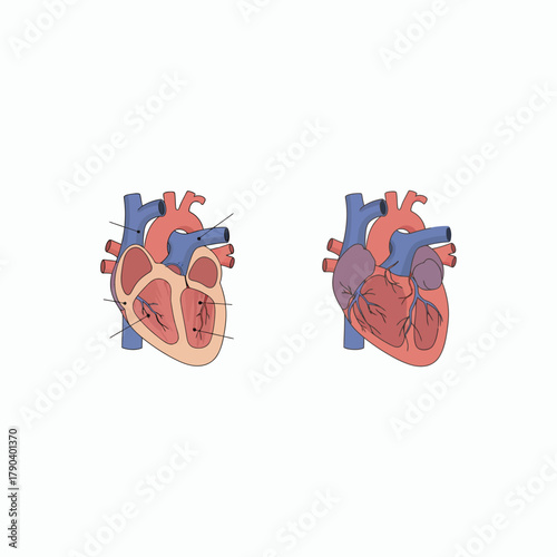 Detailed Heart Anatomy Illustration - Educational and Medical Graphics