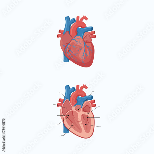 Detailed Heart Anatomy Illustration - Educational and Medical Graphics