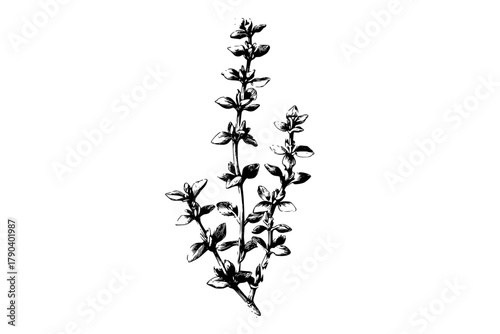 Aromatic Herb Bouquet, Vintage Botanical Illustration | Clean, isolated vector art for creative projects.