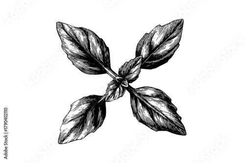 Whispers Nature - Basil Sprigs Black White | Clean, isolated vector art for creative projects.