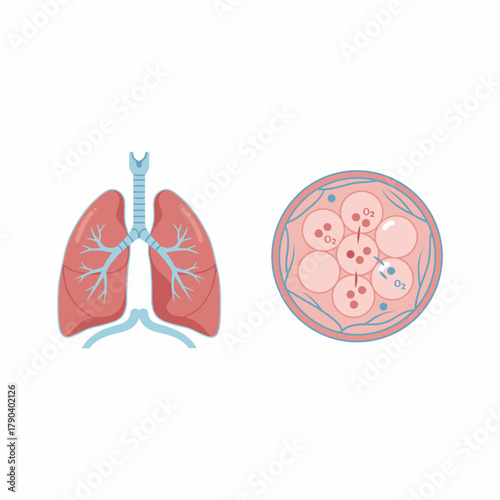Detailed Illustration of Lung Anatomy for Educational Purposes