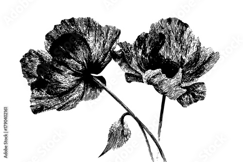 Poppy's Duet: Tale Flowery Fidelity | Clean, isolated vector art for creative projects.