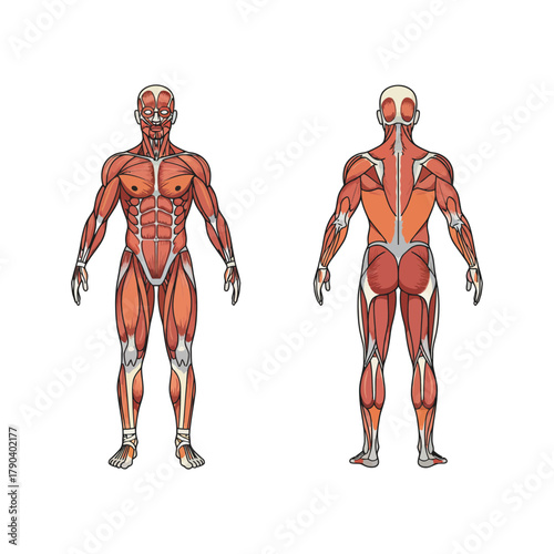 Detailed Muscle Anatomy Illustration for Educational Purposes