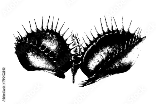 Venus Flytrap's Vicious Ambush | Clean, isolated vector art for creative projects.