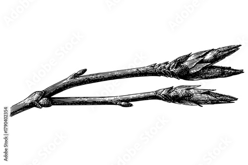 Early Spring's Promise: Viburnum Bud | Clean, isolated vector art for creative projects.