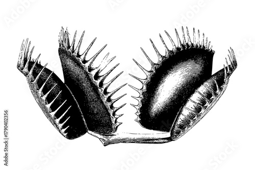 Venus Flytrap: Symphony Nature's Design | Clean, isolated vector art for creative projects.