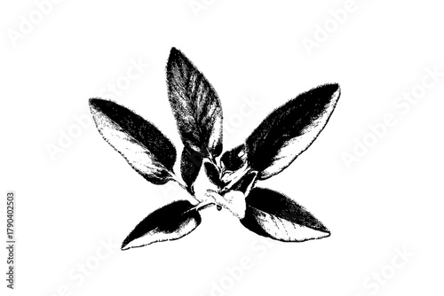 Elegant Winter's Savory: exquisite floral arrangement finest quality. | Clean, isolated vector art for creative projects.