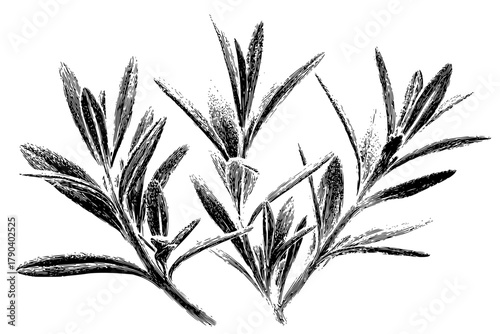 Elegant Herb Bouquet: Delicate Winter Savory Leaf | Clean, isolated vector art for creative projects.