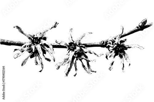 Winter's Embrace: Silent Symphony Bare Branches | Clean, isolated vector art for creative projects.