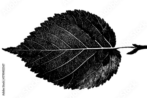 Whispers Autumn: Witch Hazel Leaf's Scarred Journey | Clean, isolated vector art for creative projects.