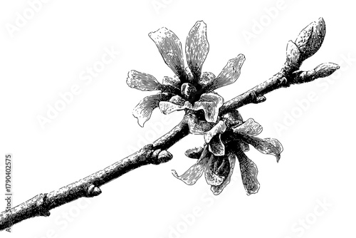 Wilderness Whispers: Silent Symphony Spring | Clean, isolated vector art for creative projects.