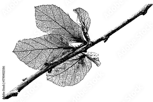 Whispers Autumn: Dainty Witch Hazel Leaf Scar | Clean, isolated vector art for creative projects.