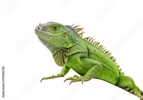 Isolated Green Iguana, a large lizard native to the tropics, laying on surface