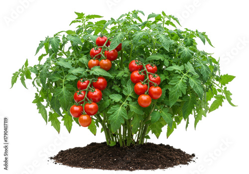 Isolated Tomato Plant, Ripe Red Tomatoes, Garden Vegetable, Fresh Produce in Soil Heap